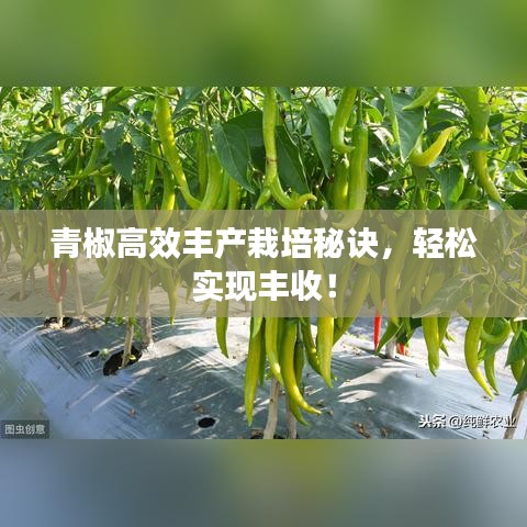 青椒高效豐產(chǎn)栽培秘訣，輕松實(shí)現(xiàn)豐收！