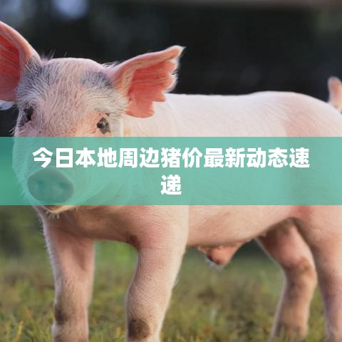 今日本地周邊豬價(jià)最新動(dòng)態(tài)速遞