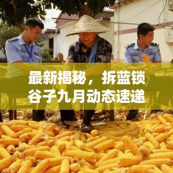 最新揭秘，拆藍鎖谷子九月動態(tài)速遞
