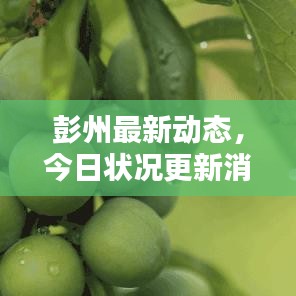 彭州最新動態(tài)，今日狀況更新消息速遞