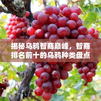 揭秘烏鴉智商巔峰，智商排名前十的烏鴉種類盤點！