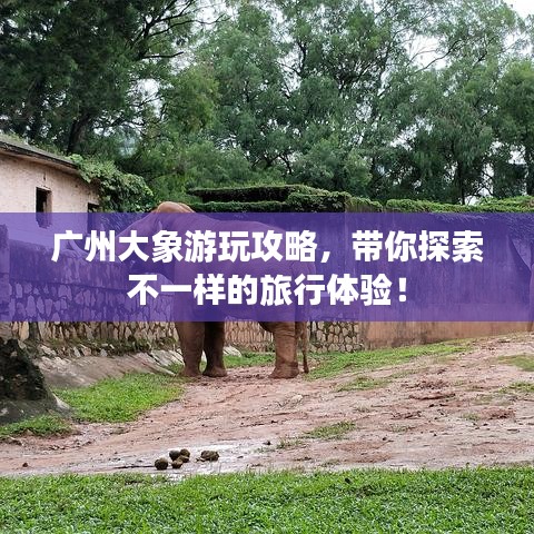 廣州大象游玩攻略，帶你探索不一樣的旅行體驗(yàn)！
