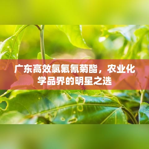 廣東高效氯氟氰菊酯，農(nóng)業(yè)化學(xué)品界的明星之選