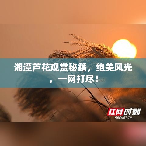 湘潭蘆花觀賞秘籍，絕美風(fēng)光，一網(wǎng)打盡！