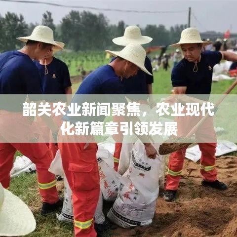 韶關(guān)農(nóng)業(yè)新聞聚焦，農(nóng)業(yè)現(xiàn)代化新篇章引領(lǐng)發(fā)展