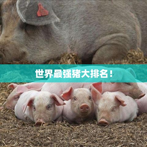 世界最強(qiáng)豬大排名！