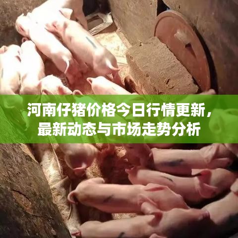 河南仔豬價格今日行情更新，最新動態(tài)與市場走勢分析