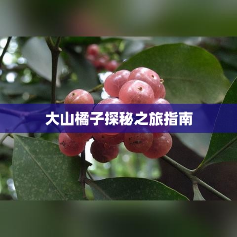 大山橘子探秘之旅指南