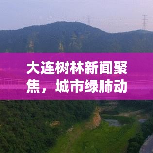 大連樹林新聞聚焦，城市綠肺動態(tài)更新