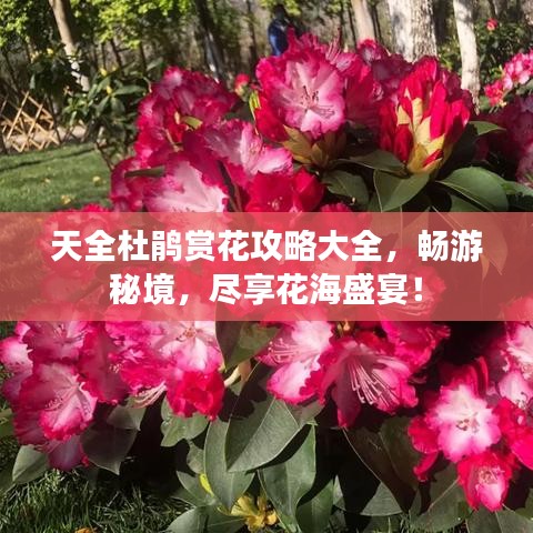天全杜鵑賞花攻略大全，暢游秘境，盡享花海盛宴！