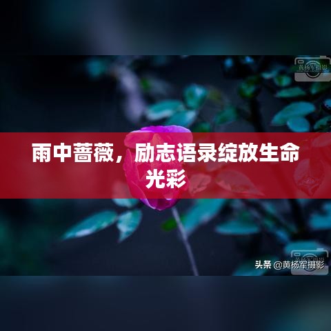 雨中薔薇，勵(lì)志語(yǔ)錄綻放生命光彩