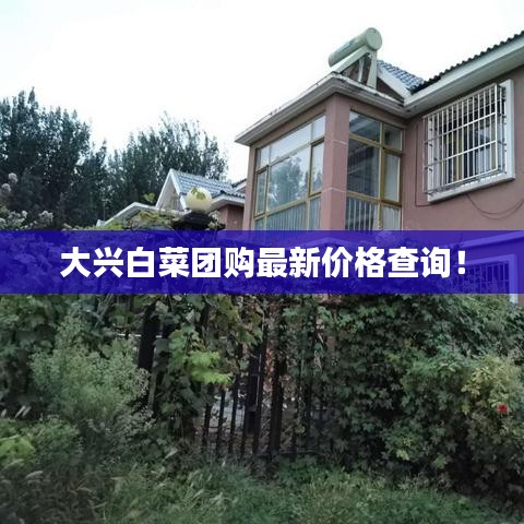 大興白菜團(tuán)購(gòu)最新價(jià)格查詢！