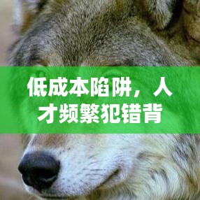 低成本陷阱，人才頻繁犯錯背后的原因揭秘