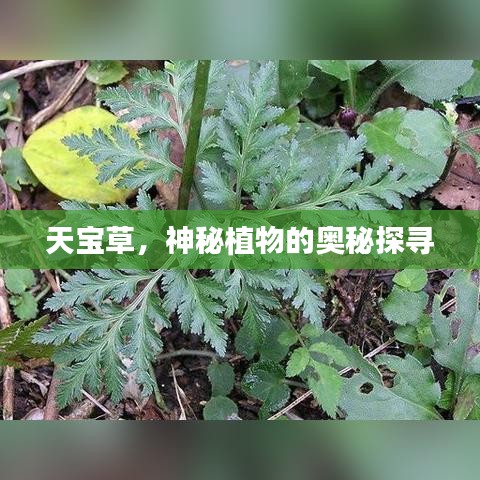 天寶草，神秘植物的奧秘探尋