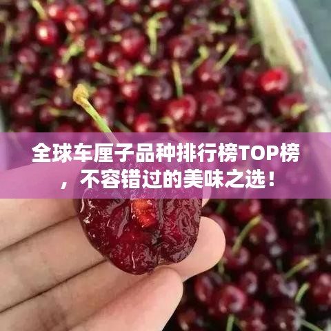 全球車?yán)遄悠贩N排行榜TOP榜，不容錯(cuò)過的美味之選！